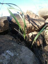 Elymus glaucus Fire recovery